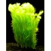 Zoomeister - 1 Bund Mooskraut (Mayaca Sellowiana)