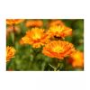 Weleda Calendula Baby Oil 200ml