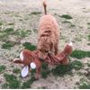 Happy Pet - Unstuffed plush rabbit - 60 cm - 1 piece