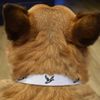 Small 'Flying Duck' Dog Collar (PR00050357)
