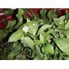1 Cup Dried Common Chickweed  For Tea or Salva.US grown.