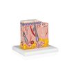 Parco Scientific PB00139 Human Skin Model from Scalp Section