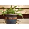 Agralan HA135 Copper Snail and Slug Tape