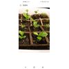 One tree plant meyer lemon NON GMO ORGANIC 3"-5"