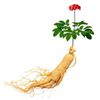 brain brain - ADAPTOGEN COMPLEX - ashwagandha and rhodiola combination 1B
