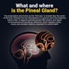 Pineal Gland Activation Supplement - Supports Decalcification, Third Eye Awak...