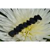 Apache Tears Stone French Barrette Hair Clip