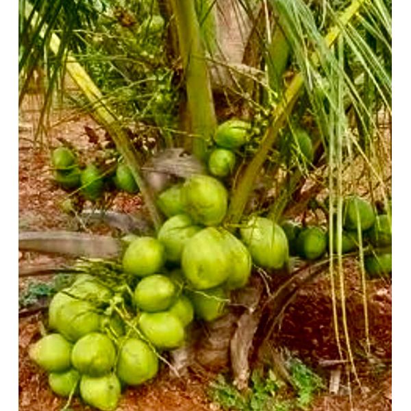 King Organic Coconut seed sprouted 4 Seeds