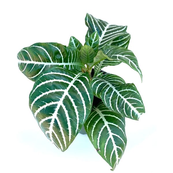 Aphelandra Zebra Plant Live Potted Houseplant