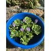 (10) Water Lettuce Koi Pond Floating Plants Algae LARGE Jumbo 6” 🌸SPRING 2025🌸
