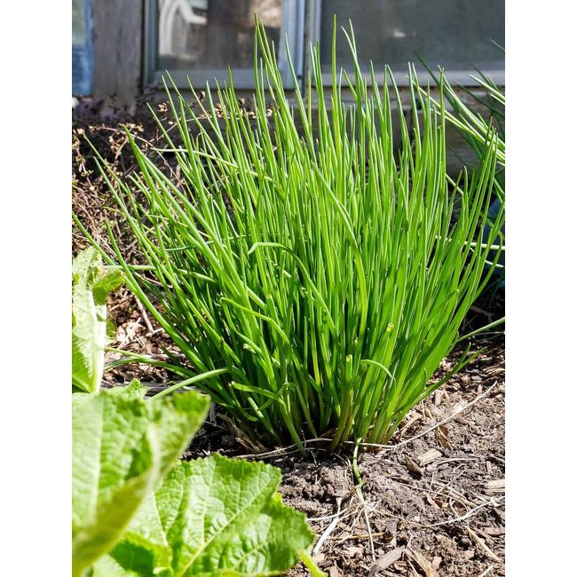 3 x Chive Plants in 9cm Pots - Ready to Plant Herbs for The Garden