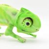 Chameleon Plush Soft Toy by Hansa 6937 42cm