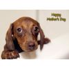 Dachshund Dog Mothers Day Card