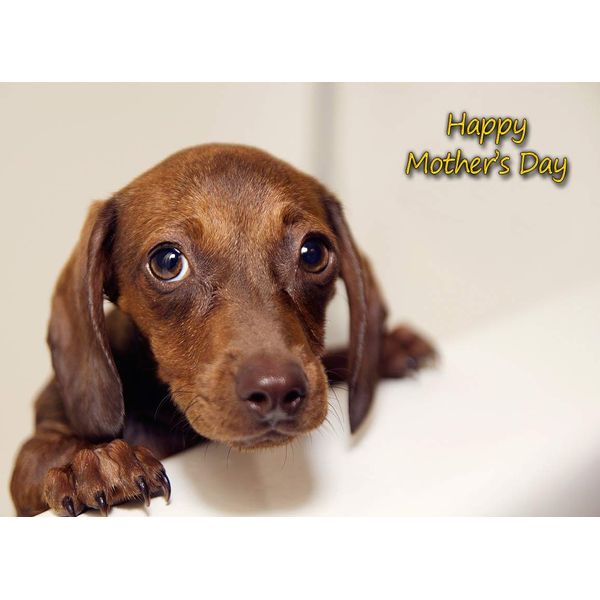 Dachshund Dog Mothers Day Card