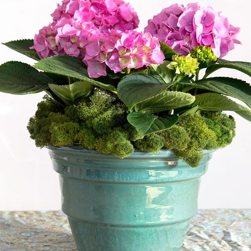 SuperMoss Reindeer Preserved Long Lasting Decorative Moss for Floral Décor Potted Plants and Indoor Planters, Fuchsia