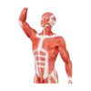 EVOTECH Human Muscle Model-20" Miniature Muscular System Model, Human Muscula...