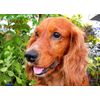 Cocker Spaniel Dog Fathers Day Card