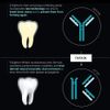 Enlighten White – Teeth Whitening Toothpaste - Clinical-Grade Advanced Enamel Protection and Stain Removal and Repellent Fluoride Toothpaste - Restore Gloss and Improve Colour - 75ml