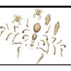 Death Fields/Classic Fantasy: Giant Spiders (24Multi Part Hard Plastic 28mm Figures)…