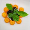 Calamondin/Calamansi seedling (Citrofortunella Microcarpa)