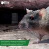 Elixir Gardens ® Roban Rat & Mouse Poison Grain Poisoning/Killer 40g