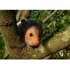 Hamster Blank Greeting Card - Landscape