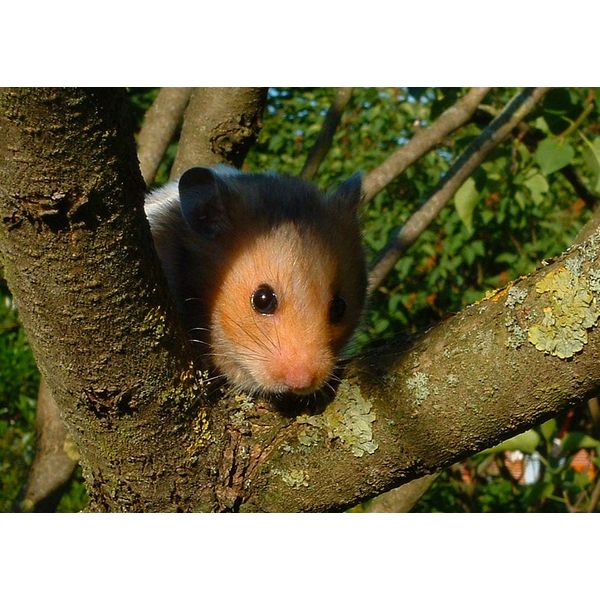 Hamster Blank Greeting Card - Landscape