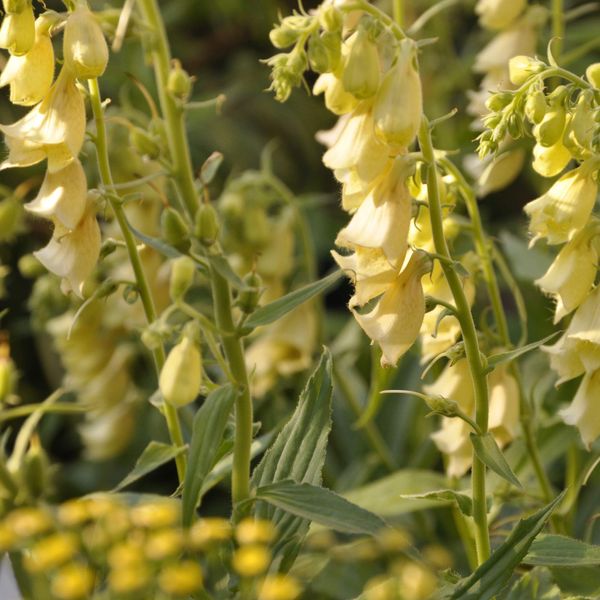 Outsidepride 2000 Seeds Perennial Digitalis Foxglove Yellow Flower Seeds for Planting