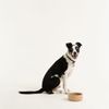 Mason Cash Cane Collection Lettered Dog Bowl | 7"