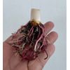 AUTHENTIC Colocasia  Aquatilis 1 bulbs