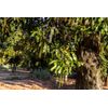 5 MACADAMIA NUT Tree Macadamia Integrifolia Brown Shell Beige Nut Fruit White &
