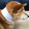 Takeito-kun Cooling Band, Neck Cooling Band, Juniors (Toddlers to Elementary School Students), Heatstroke Prevention, Play in the Park, Exercise, Cooling Sensation, Absorbent Cloth (Bell Oasis Material), Dog Walking, Can Be Used for a Long Time with Just 
