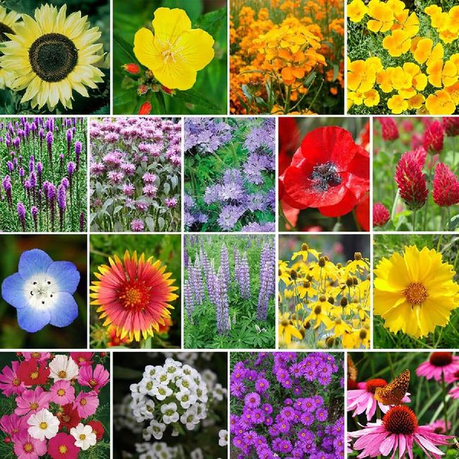 Eden Brothers The Bees Knees Wildflower Mixed Seeds for Planting, 1/4 lb, 120,000+ Seeds with Siberian Wallflower, Cosmos | Attracts Pollinators, Plant in Spring or Fall, Zones 3, 4, 5, 6, 7, 8, 9, 10