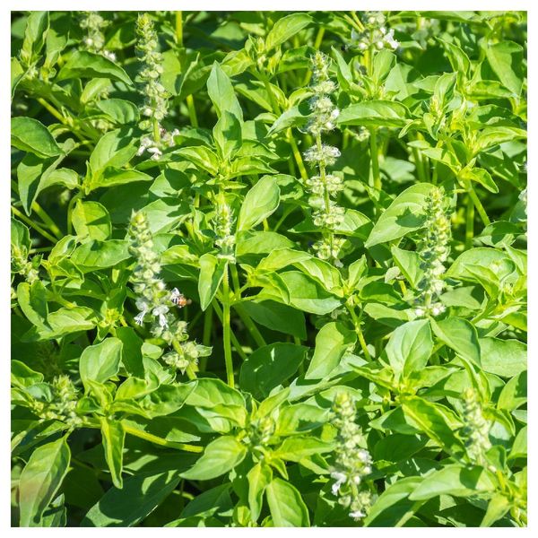 Everwilde Farms - 1 Oz Organic Lemon Basil Herb Seeds - Gold Vault Packet