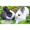 Pet Remedy Small Mammal Calming & Bonding Kit