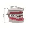 ANCLLO Tooth Model 2 Times Dental Large Teeth Model Dental Teaching Study Brushing Tooth Model for for Teaching and Study