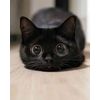 12 Blank Digitally Painted Greeting Cards: Cats