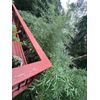 Bamboo Clumping -Sunset Glow Monrovia Nursery Originally From