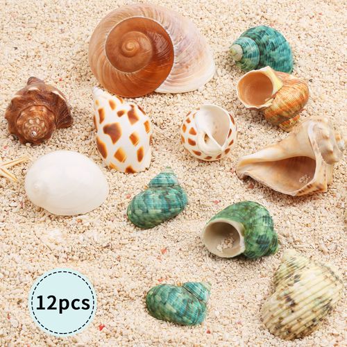 Giftvest Hermit Crab Shells Medium and Large - 12PCS Growth Turbo Seashells Size 1.4"-3.2" for Small Medium and Large Crabs - Saltwater Hermit Crab Supplies, Natural Sea Shell Decor