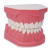 1.5 Times Large Dental Typodont Model Tooth Brushing flossing Practice Model Demonstration Removable Lower Teeth for Kids Dental Students Tooth Teach Study,  4.5 Inch x3.5 Inch x3.5 Inch