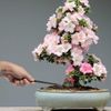 BambooMN Bonsai 2pc Set - 9" Root Pick and 9" Root Rake - 10 Sets
