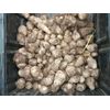 50 - ELEPHANT EAR BULBS (Easy to grow)