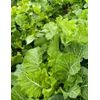 "Old Timey" Collard Seeds - $10 Per Ounce/8,400 seeds