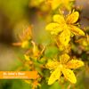 Herb Pharm St. John's Wort Topical Oil - 1 Ounce