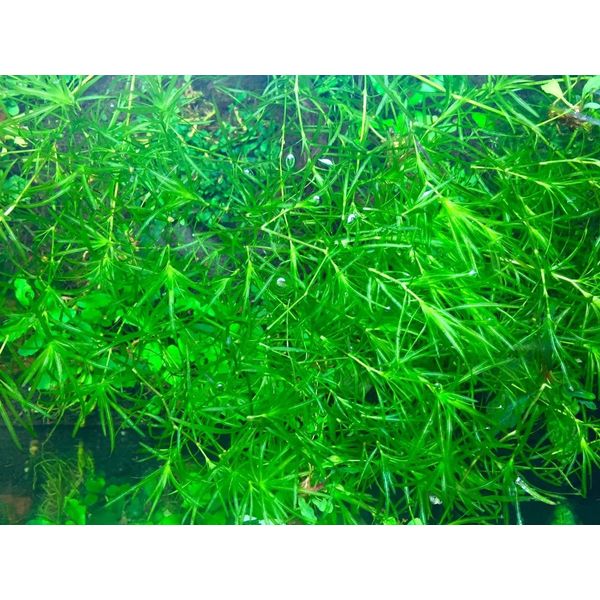 Najas Guppy Grass - Najas Guadalupensis Live Aquarium Freshwater Plants