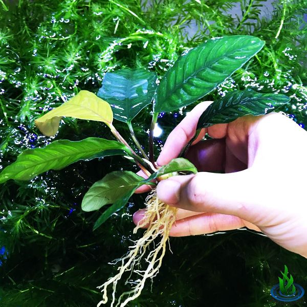 Greenpro Anubias Coffeefolia Loose Live Aquarium Plant Easy 100% Snail Free Guanteed