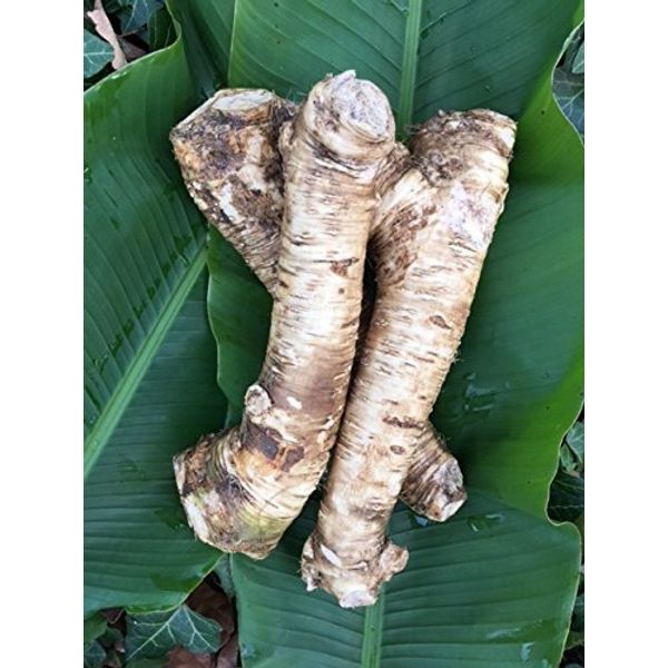 2 Lb. Horseradish Root. Great for Planting! Enjoy All Its Health Benefits! Sold By Weight, so You May Receive One Large Root, or Several Small Ones, Depending on Harvest. NON GMO, Gluten Free