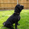 Battersea Reflective Dog Collar Orange S