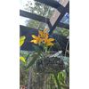 Orchids plants hanging baskets