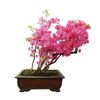 Bonsai Tree Seeds - Pink Azalea - 30 Seeds